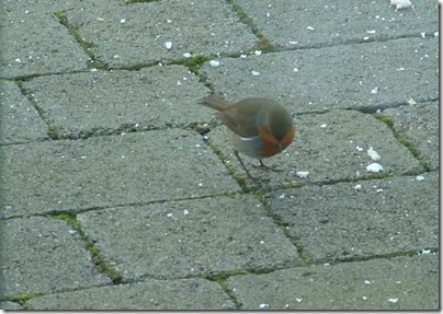 Robin