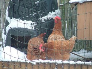 chickens