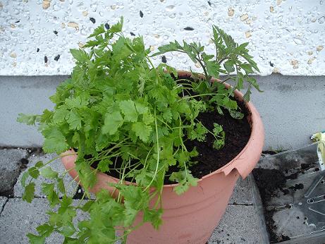 Flat leaf parsley and tomato