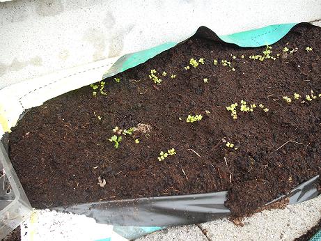 Baby lettuces