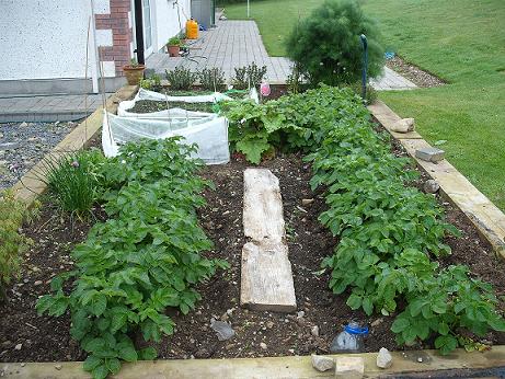 The raised bed