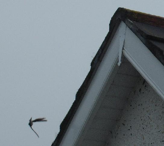 Evil House Martin