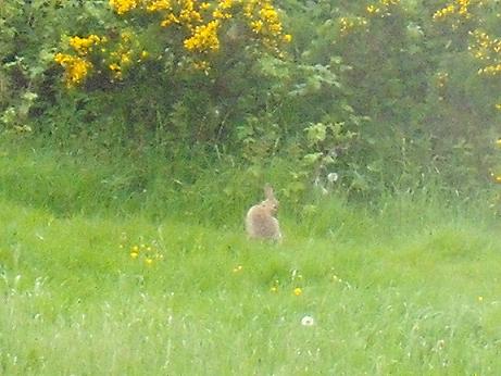 Pesky wabbit