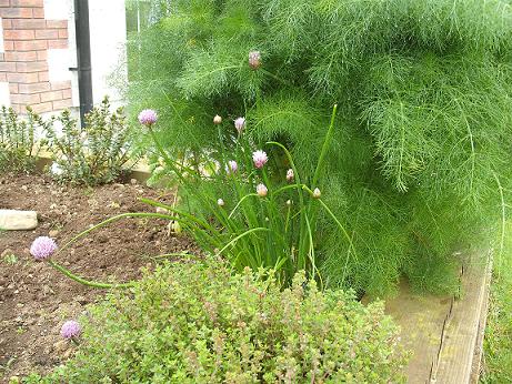 Fennel, chives and thyme