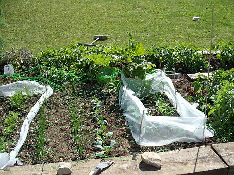 June garden middle