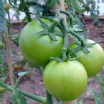Organic tomatoes