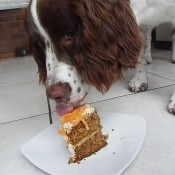 http://nicsnotebook.com/2011/05/19/dog-birthday-cake/