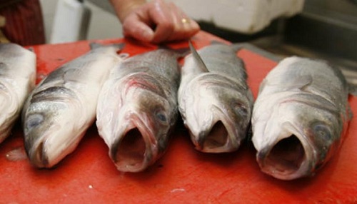 Seabass