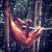 @Bfortheborder:  'from our hols in Borneo in May'