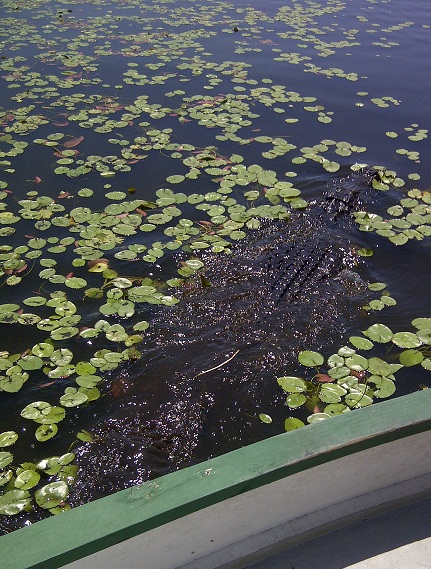 'Gator spotting at Myakka