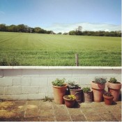 Caítríona from @WholesomeIE: 'this is (honestly) a field of wheat in Louth from my hols last w/end'