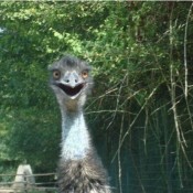 @babaduck71: 'my feathered friend at Planete Sauvage, Nantes'.