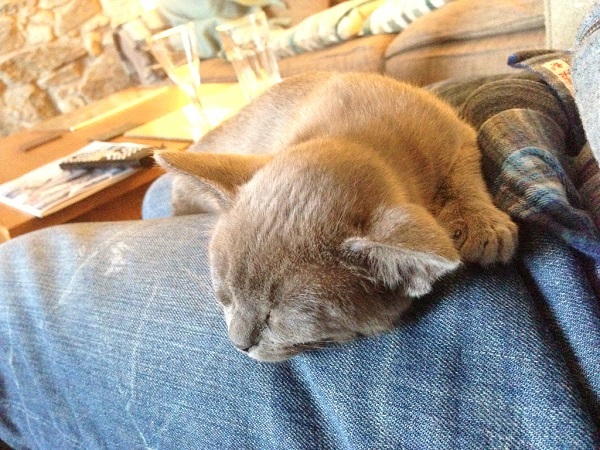 Jack the Burmese