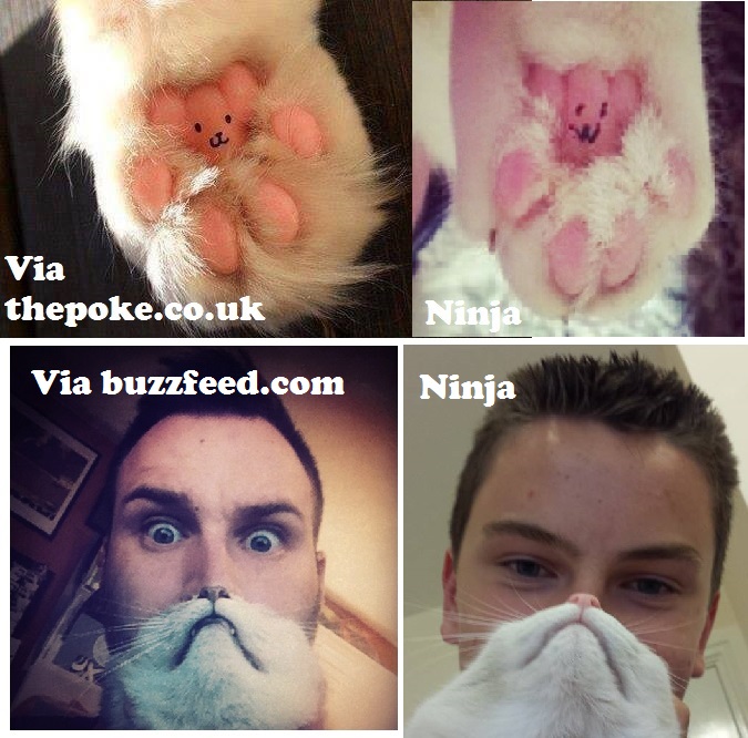 Paw teddy
