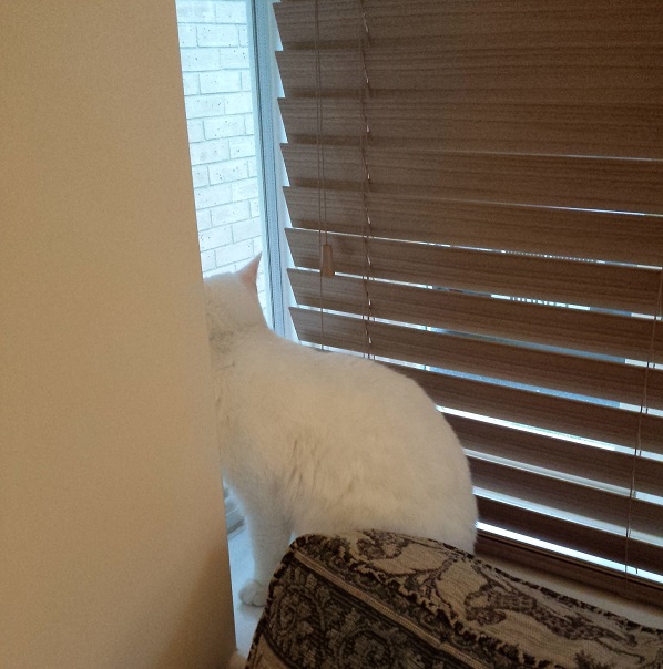 Ninja - not impressed with her reduced viewing area!