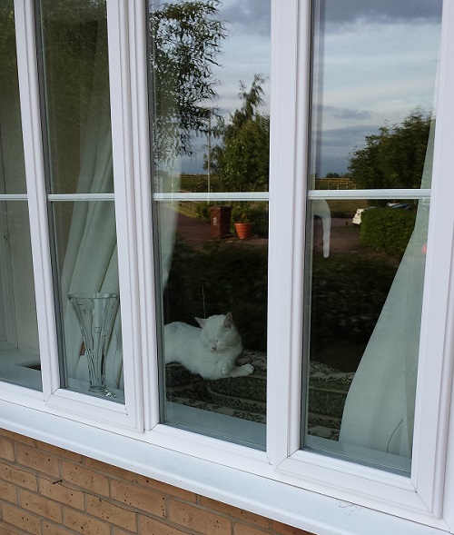 Ninja in her favourite spot - note the curtains tucked behind the sofa.
