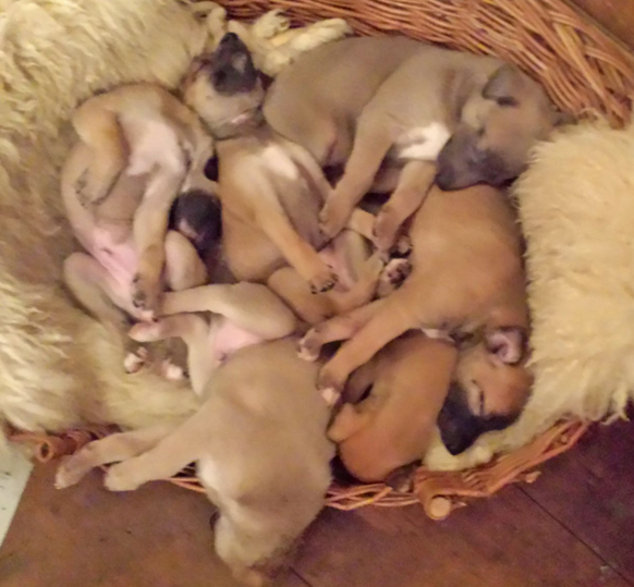 whippet pups