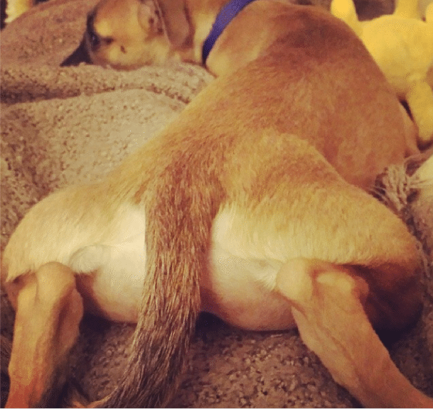 Lyra bum