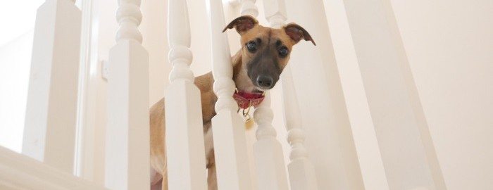 Lyra from bottom of stairs 700