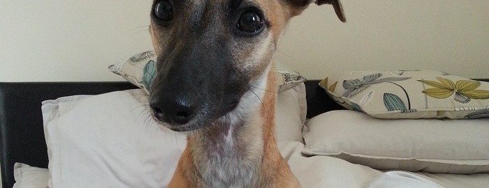 What do you mean I'm not allowed on the bed?