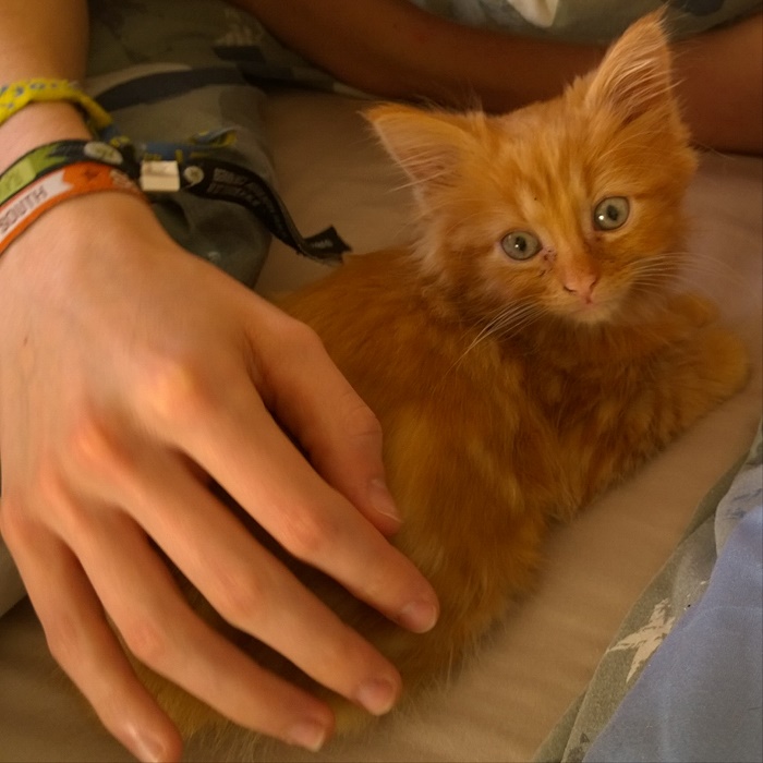 Kitty