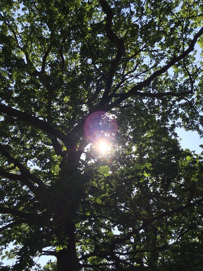 Ancient oaks
