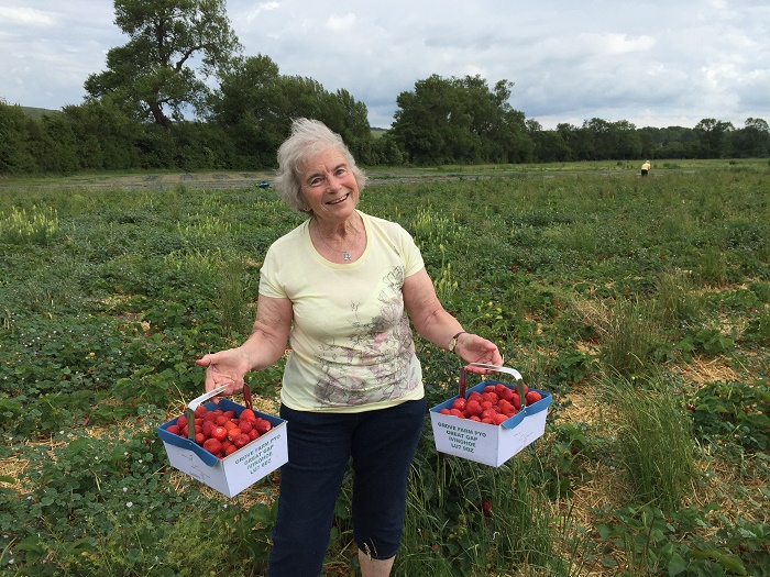 Strawberry picking