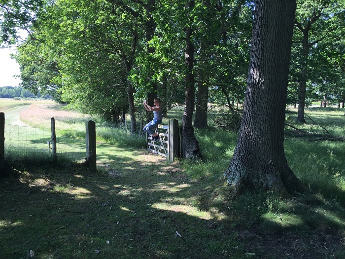 Sun dappled oak forests