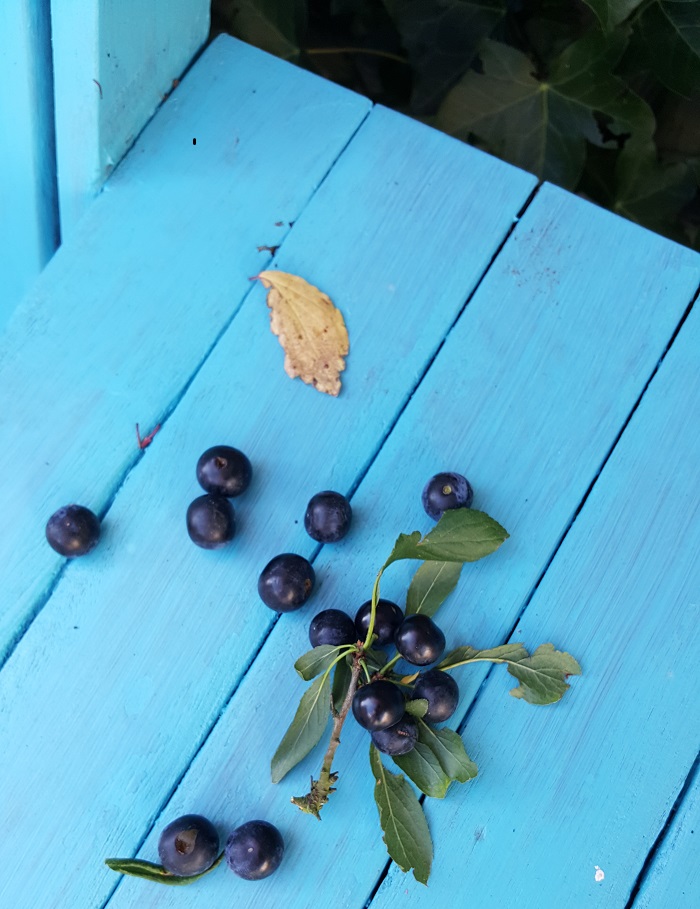 Picked sloes