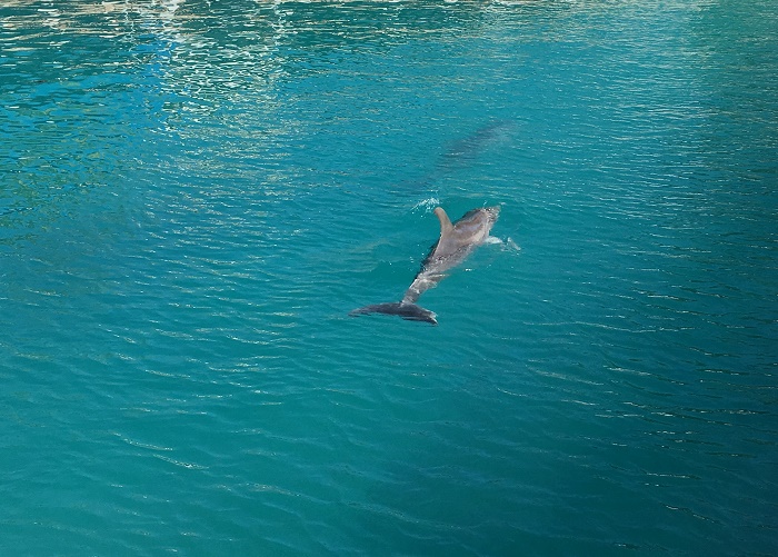 Dolphins at Blue Lagoon Island