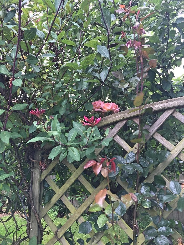 Honeysuckle and roses