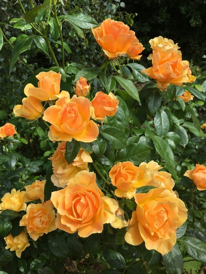Roses in Dad's garden