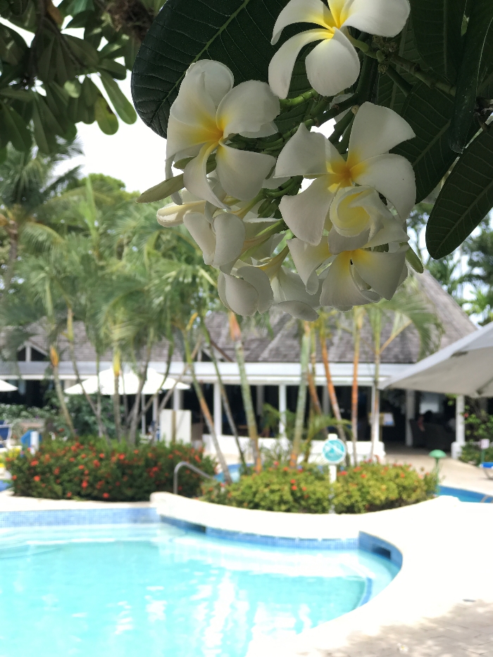 Frangipani blossoms and cool blue water at The Club Barbados