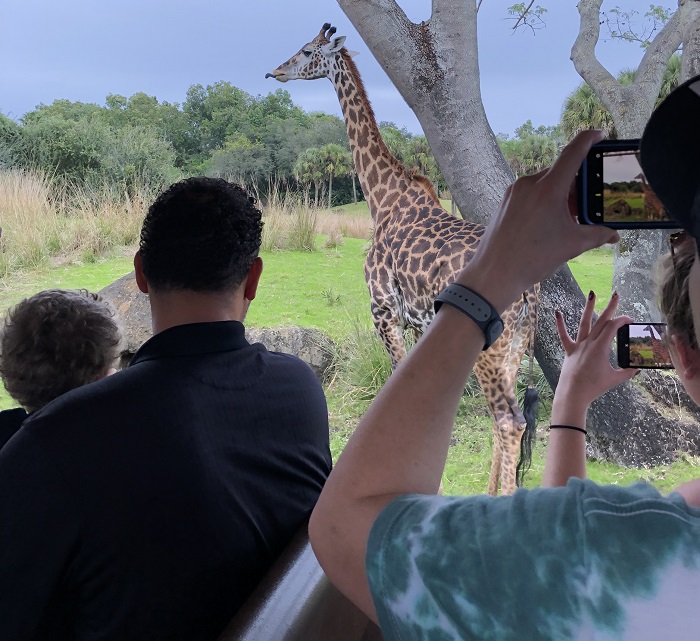 Up close and personal with a giraffe on a Kilimanjaro Safari