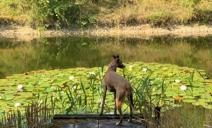 Summer pet safety advice with Petplan