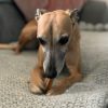 Dog dental care: what should we be doing?